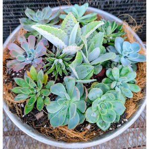 Grower’s Choice Rooted Succulent Bundle Lot – 5 Mixed Succulents Cactus Agave